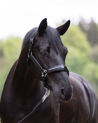 Halter Miami