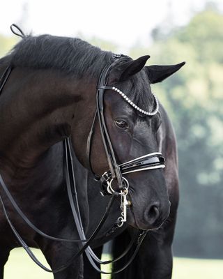 Double Bridle New York with white padding Double Bridle New York with white padding