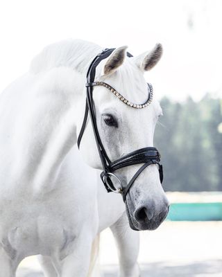 Single Bridle Sydney