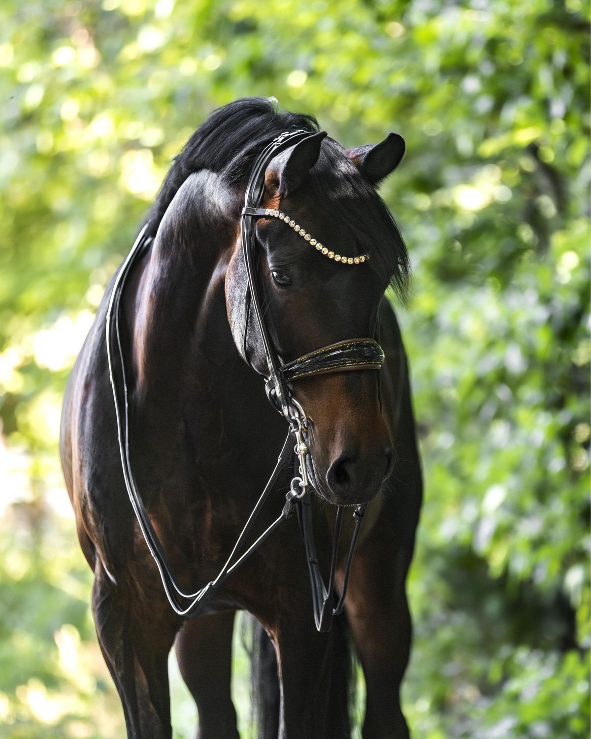 Double Bridle New York, brown padded