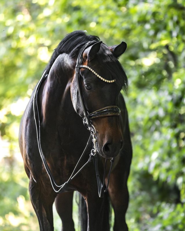 Double Bridle New York, brown padded Double Bridle New York, brown padded