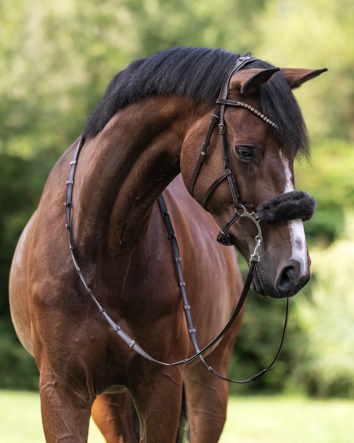 Bridle Nashville, Size/Color: Full, Brown