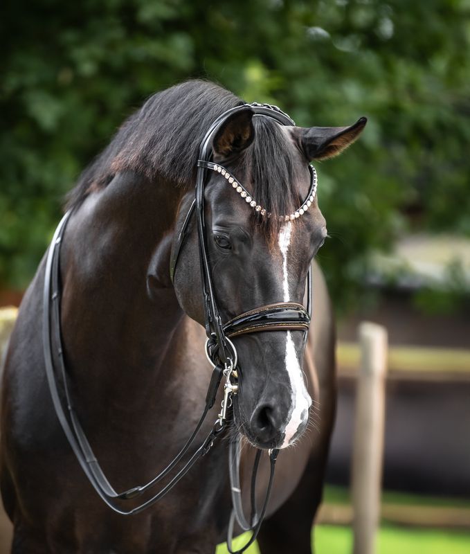 Double Bridle New York, brown padded Double Bridle New York, brown padded