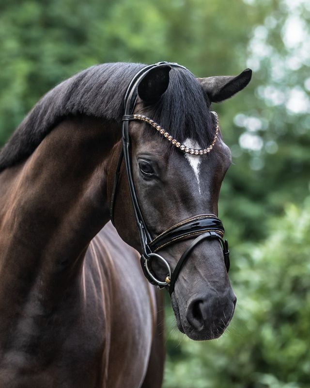 Single Bridle New York, Brown