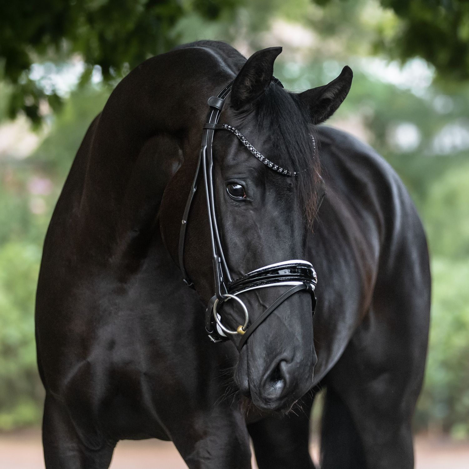 Single Bridle New York