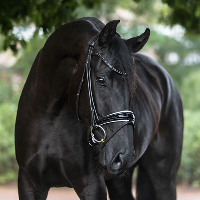 Single Bridle New York