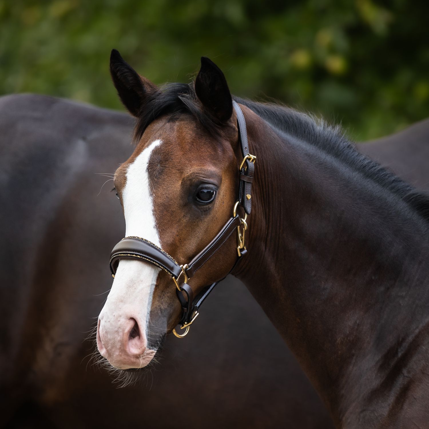 Halter for foals
