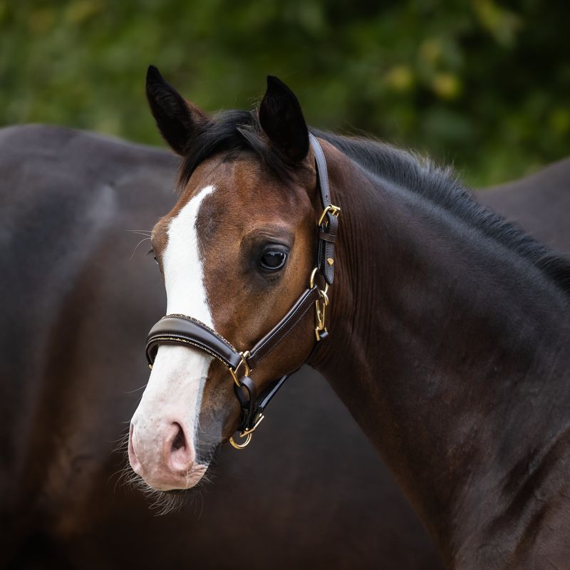 Halter for foals