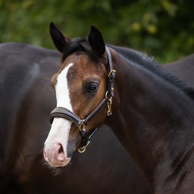Halter for foals