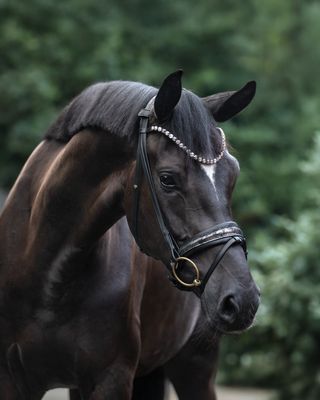 Single Bridle Ibiza