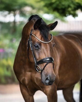 Single Bridle Monaco