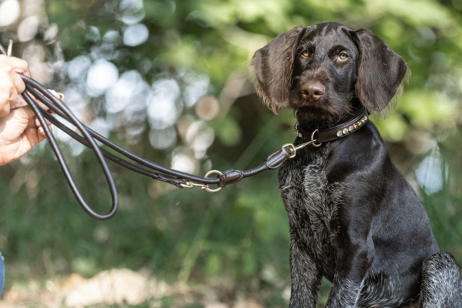 Hundeleine Hundeleine