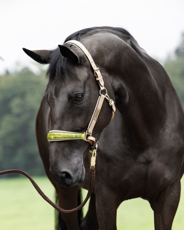 Sonderanfertigung Halfter Creme Sonderanfertigung Halfter Creme