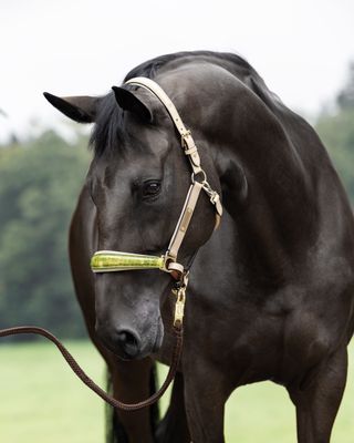 Special order halter, Creme