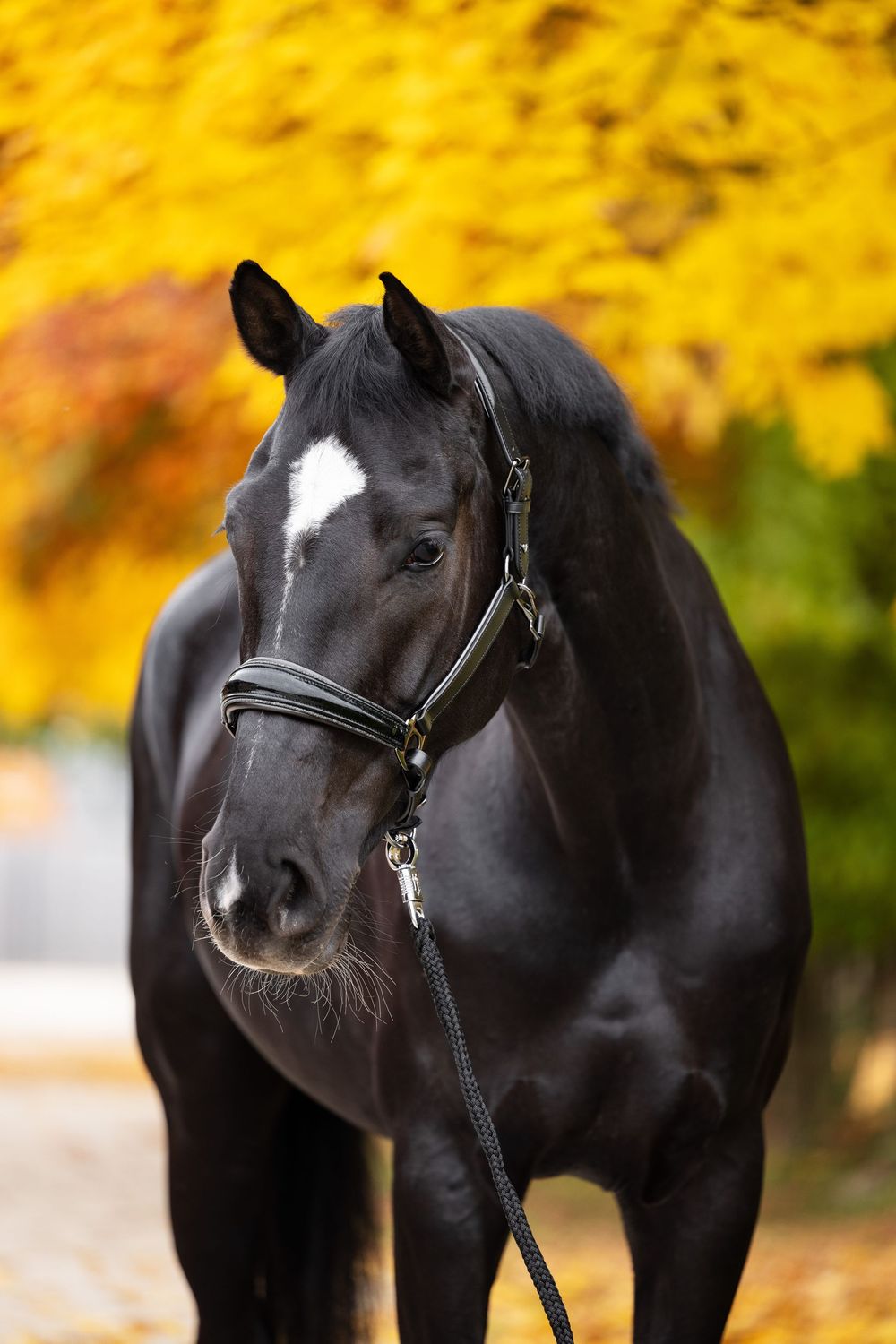 Halter Oxford (Limited Edition)