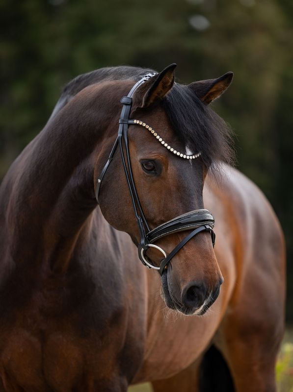 Trense New York, Taupe Trense New York, Taupe