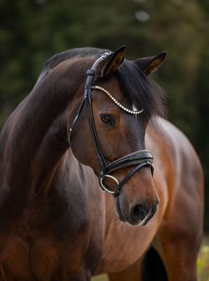 Trense New York, Taupe Trense New York, Taupe