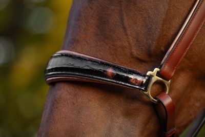 Halfter Boston (Limited Editions), Havanna Halfter Boston (Limited Editions), Havanna