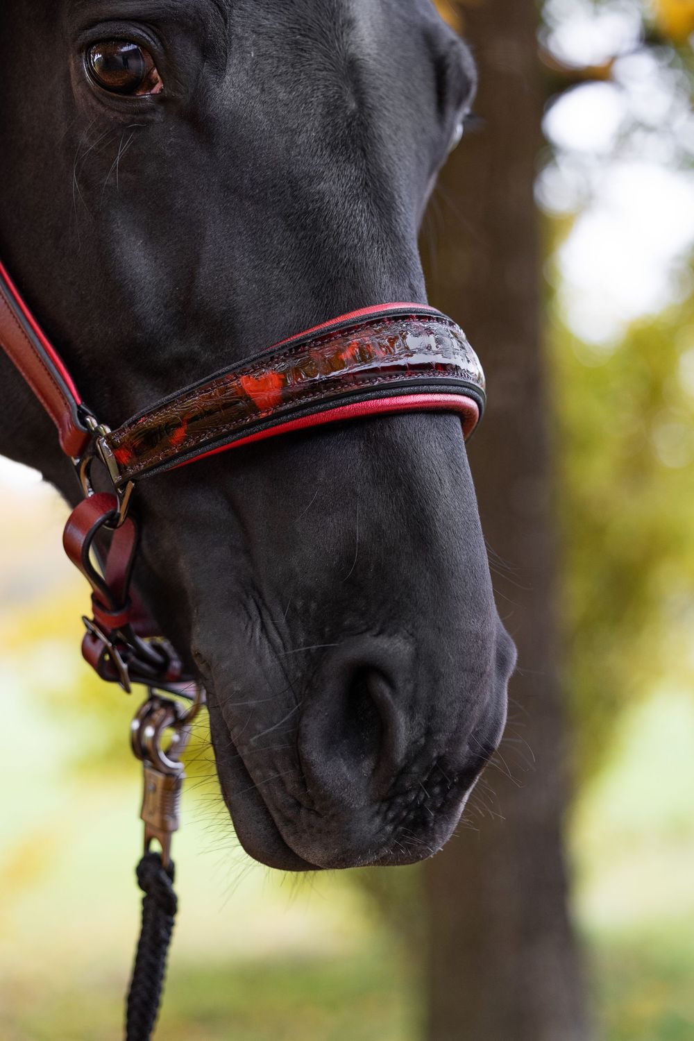 Halfter Boston (Limited Editions), Cherry Halfter Boston (Limited Editions), Cherry