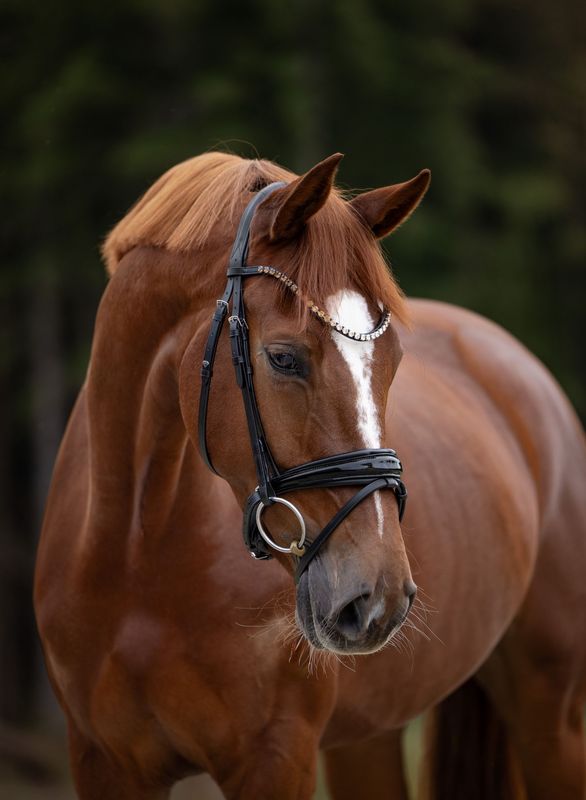 Single Bridle London Single Bridle London