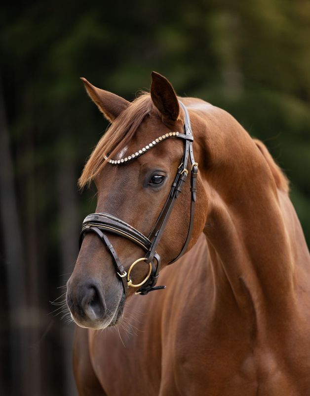 Single Bridle Brisbane, Brown Single Bridle Brisbane, Brown