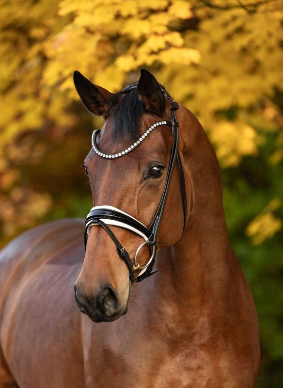 Single Bridle Barcelona Single Bridle Barcelona
