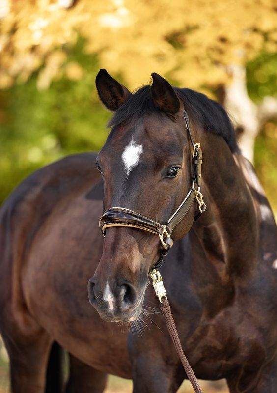 Halfter New York, Braun/Beige Halfter New York, Braun/Beige