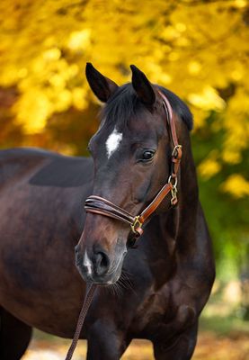 Leather halter (Special order), Oily Brown Leather halter (Special order), Oily Brown