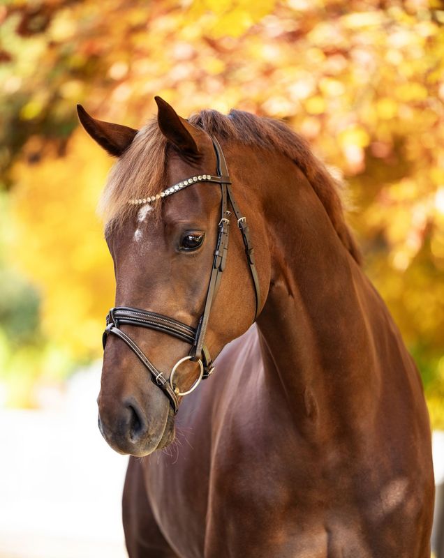 Single Bridle Wellington Single Bridle Wellington