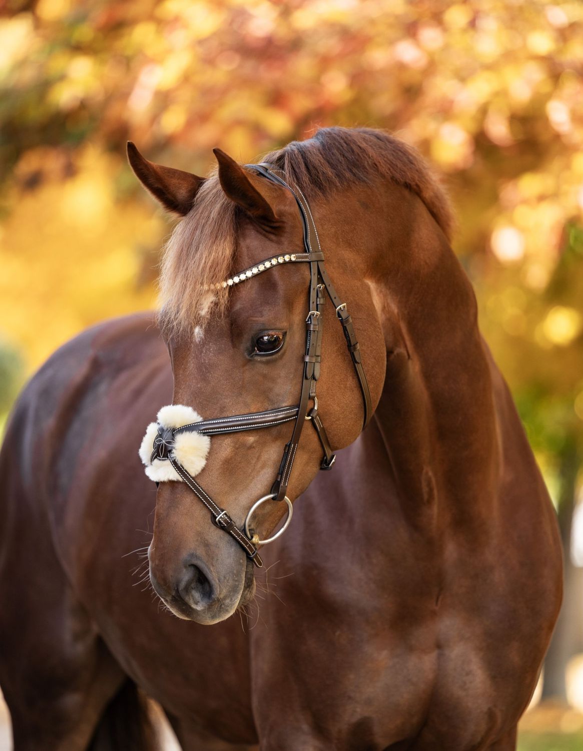 Trense Cancun Trense Cancun