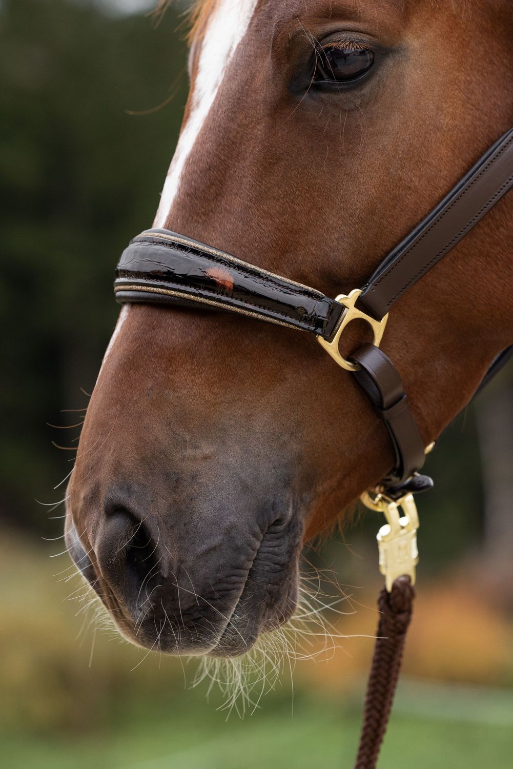 Halfter Miami, braun