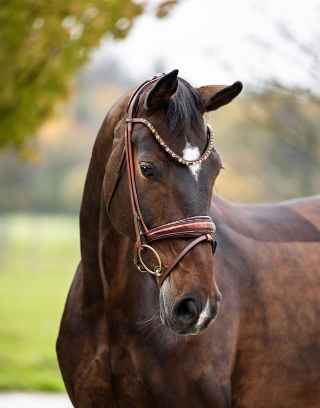 Trense Boston (Limited Edition) Trense Boston (Limited Edition)