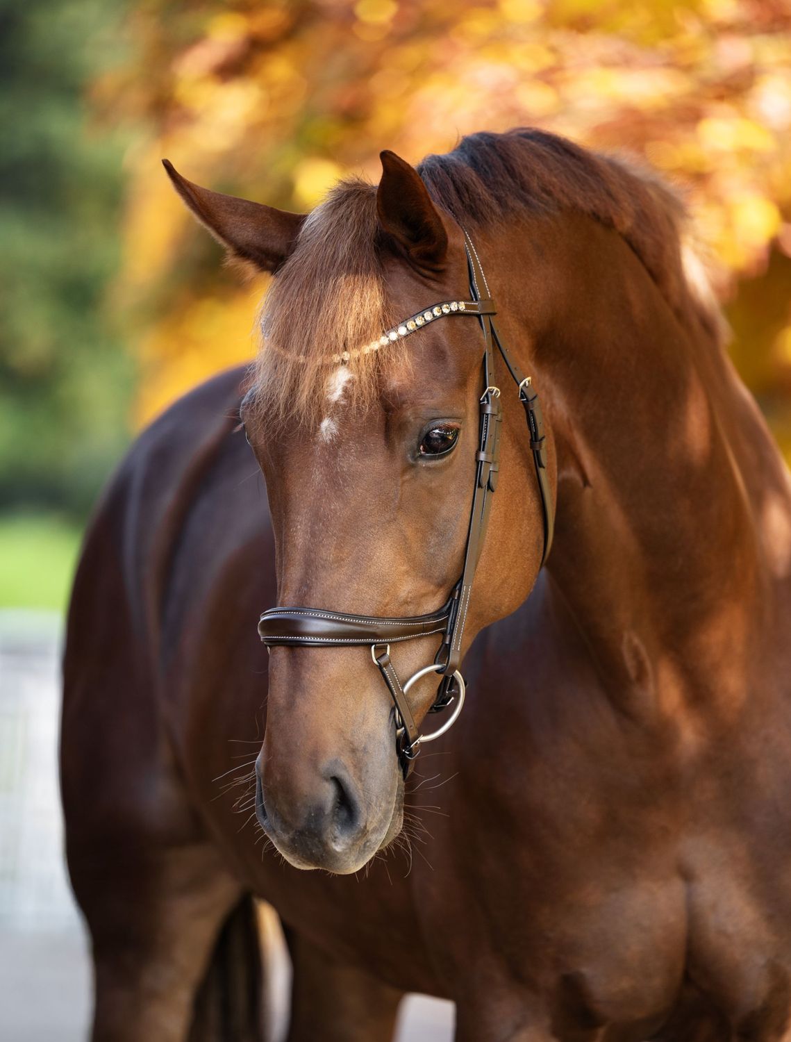 Trense Dallas Trense Dallas