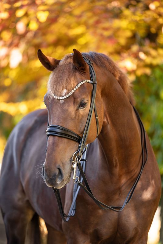 Double Bridle Barcelona Double Bridle Barcelona