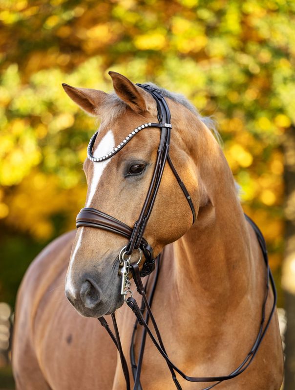 Double Bridle Valencia, Brown Double Bridle Valencia, Brown