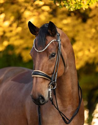 Double Bridle New York, Black/Beige