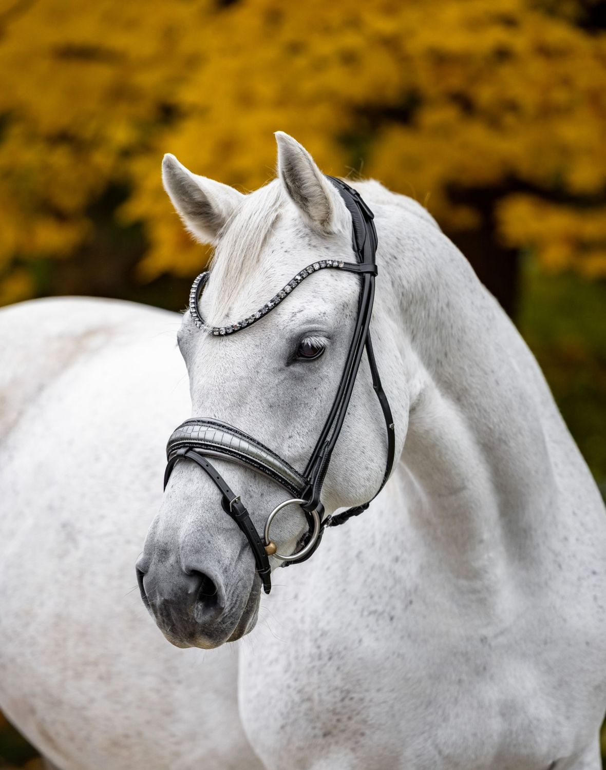 Trense Boston (Limited Edition) Trense Boston (Limited Edition)