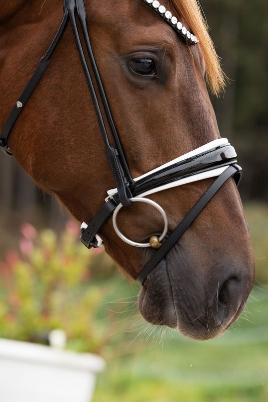 Noseband Valencia