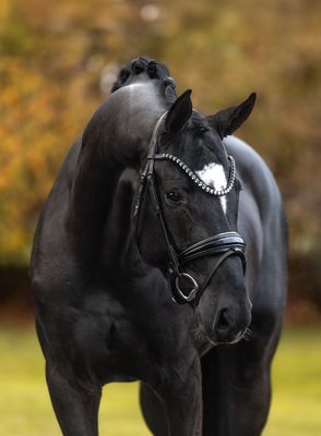 Trense Oxford (Limited Edition)