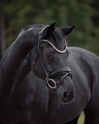 Trense Valencia Trense Valencia