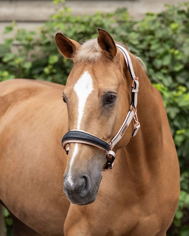 Leather halter (Special order) Leather halter (Special order)