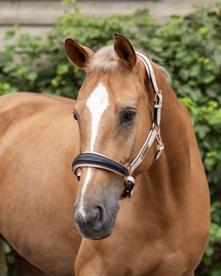 Leather halter (Special order)