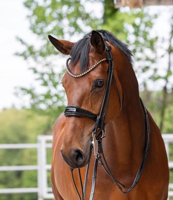 Double Bridle New York