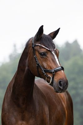 Chicago Bridle