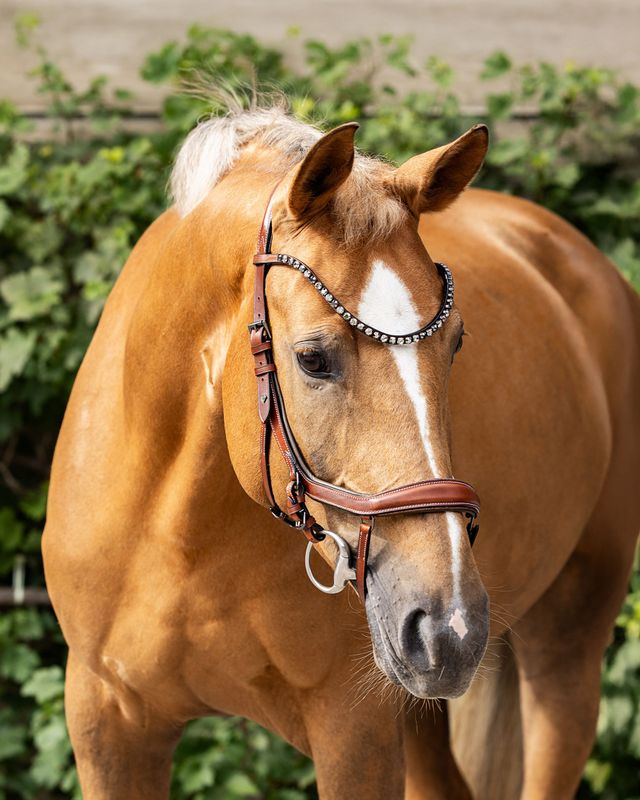 Chicago Bridle (Special order) Chicago Bridle (Special order)