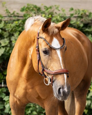 Chicago Bridle (Special order) Chicago Bridle (Special order)