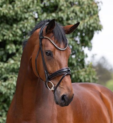 Single Bridle Valencia Bicolor Single Bridle Valencia Bicolor