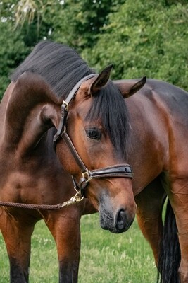 Halter New York, Brown/Golden