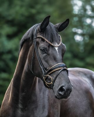 Single Bridle New York, Beige/Golden