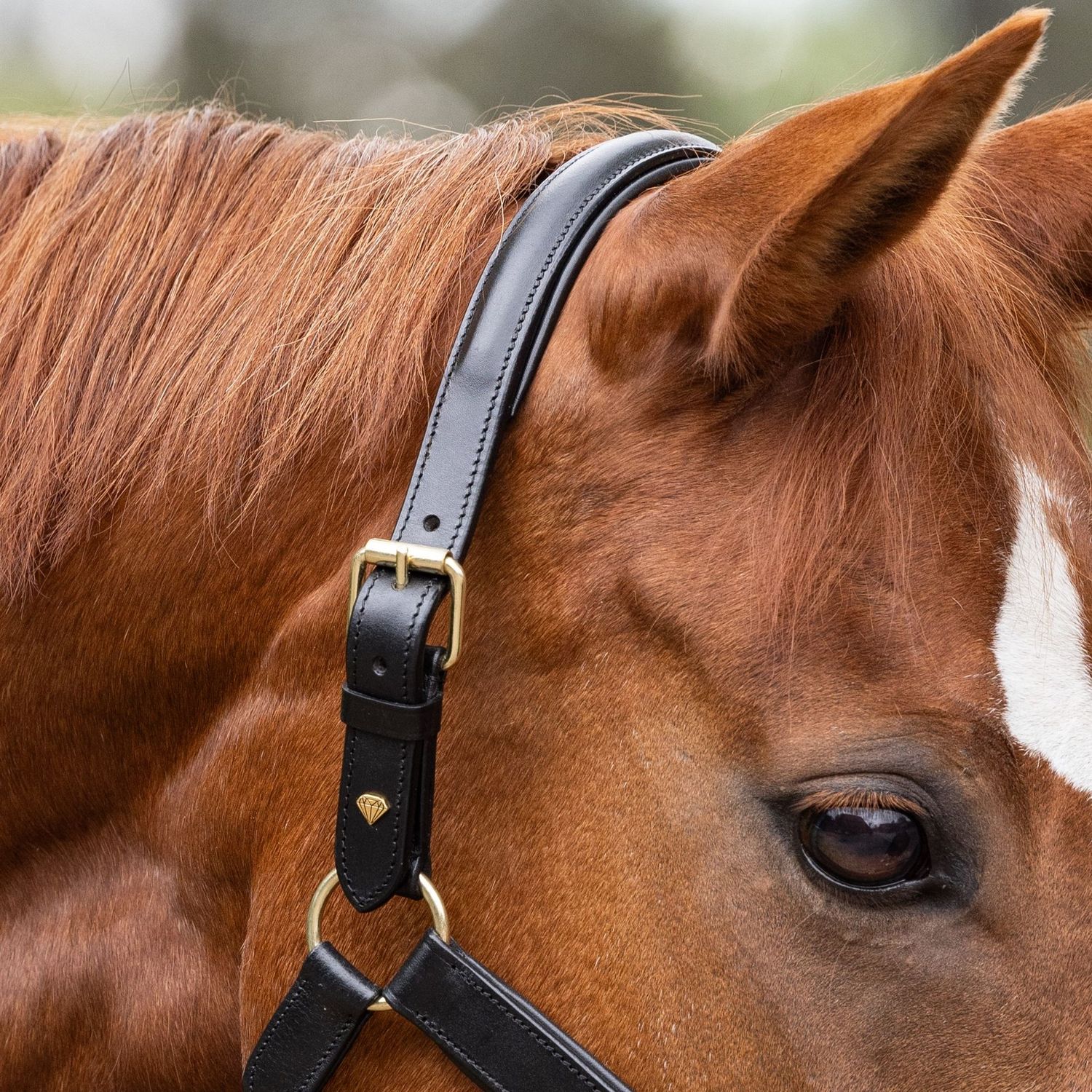 Genickstück Halfter Genickstück Halfter